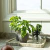 Product Image 2 for Wakefield Handmade Mini Pots, Set of 6 from Napa Home And Garden