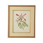 Product Image 1 for Catesby Bird & Botanical Artwork VI from Chelsea House