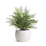 Product Image 3 for Kayla Pot from Napa Home And Garden