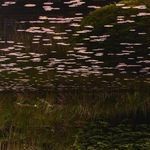 Product Image 4 for Frame Of Reference by Shade Degges - Vertical Grain 2.5 White Oak from Four Hands