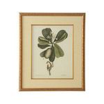 Product Image 1 for Catesby Bird & Botanical Artwork III from Chelsea House