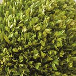 Product Image 6 for Boxwood Ball from Napa Home And Garden