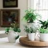 Product Image 5 for White Italian Olive Jar Planter from etúHOME