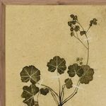 Top view showing taped pressed leaves and stems arrangement against handmade paper