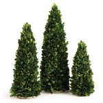 English Boxwood Mini Trees, Set of 3 image 2