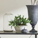 Product Image 5 for Birds Nest Fern Drop-In 13.5 from Napa Home And Garden