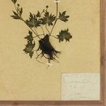 Close-up of dried plant roots and handwritten text on aged paper in bottom right corner