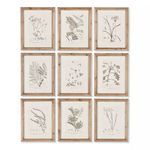 Botanical Illustrations, Set Of 9 image 1