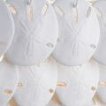 Close-up of white sand dollar details showing texture and relief patterns