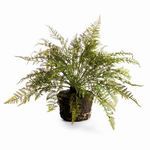 Product Image 1 for Soft Fern Drop-In from Napa Home And Garden