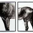 Product Image 1 for Horse By Yusuke Murata Set Of 2 from Four Hands