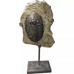 Product Image 1 for Trilobite Fossil On Stand from Moe's