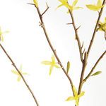 Product Image 3 for Forsythia Stems , Set Of 6 from Napa Home And Garden