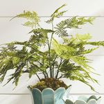Product Image 5 for Plumosa Fern Drop-In 21" from Napa Home And Garden
