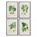 Product Image 1 for Fruit Prints, Set Of 4 from Napa Home And Garden