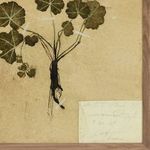 Close-up of left panel showing pressed plant with broad leaves and visible roots on beige paper