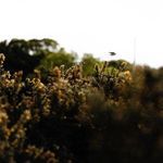 Product Image 9 for Take Flight By Annie Spratt from Four Hands