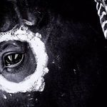 Product Image 2 for War Horse, Close Up from Four Hands