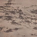 Product Image 4 for Return To The Pasture by Tyler Guinn from Four Hands