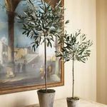 Product Image 1 for Olive Tree Potted 46" from Napa Home And Garden
