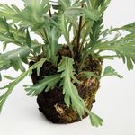 Product Image 4 for Birds Nest Fern Drop-In 13.5 from Napa Home And Garden
