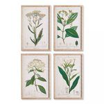 Product Image 1 for Meadow Botanical Study, Set Of 4 from Napa Home And Garden
