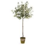 Product Image 1 for Olive Tree In Moss Pot 69" from Napa Home And Garden