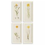Product Image 1 for Yellow Flower Prints, Set Of 4 from Napa Home And Garden