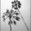 Seaside Palms III image 1