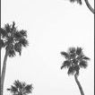 Seaside Palms II image 1