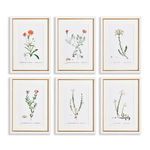 Product Image 1 for Flower Studies In Shades Of Blush, Set Of 6 from Napa Home And Garden