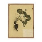 Framed painting of green plant with roots on aged yellowed paper in rustic walnut frame