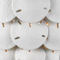 Close-up of white semi-translucent sand dollar discs with embossed star pattern and small ventilation holes