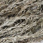 Product Image 3 for White Wash Dried Plants Bunch from BIDKHome