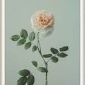 Product Image 1 for Flowers of Adornment 6 from Level 57 Art Studio