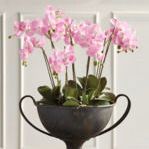 Product Image 1 for Phalaenopsis Orchid Drop-In 44" from Napa Home And Garden