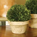 Product Image 2 for Boxwood Ball In Pot from Napa Home And Garden