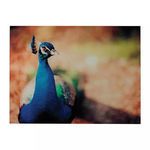 Product Image 1 for Min 2 Peacock Photograph Printed On Glass from Elk Home