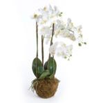 Phalaenopsis orchid drop-in with white blooms and green leaves planted in moss