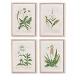 Product Image 1 for Vintage Botanical Study, Set Of 4 from Napa Home And Garden