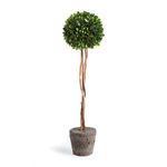 Product Image 1 for Boxwood Single Sphere Topiary Drop-In from Napa Home And Garden