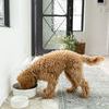 Product Image 2 for Esme Small Stoneware Pet Bowl from Creative Co-Op