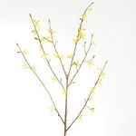 Product Image 2 for Forsythia Stems , Set Of 6 from Napa Home And Garden
