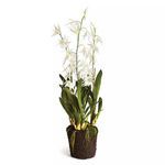 Product Image 1 for Spider Orchid Drop In 44" from Napa Home And Garden
