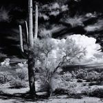 Product Image 5 for Sonoran Desert Framed Black and White Photograph by Getty from Four Hands