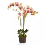 Product Image 1 for Phalaenopsis Orchid Drop In from Napa Home And Garden