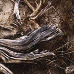 Product Image 4 for Bough by Shade Degges - Vertical Grain 2.5 White Oak from Four Hands