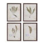 Product Image 1 for Petite Frond Prints, Set Of 4 from Napa Home And Garden