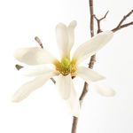 Product Image 2 for Star Magnolia Branches , Set Of 6 from Napa Home And Garden