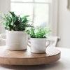 Product Image 8 for White Italian Olive Jar Planter from etúHOME